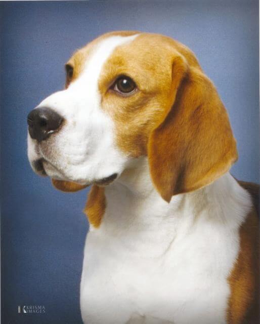 Basil