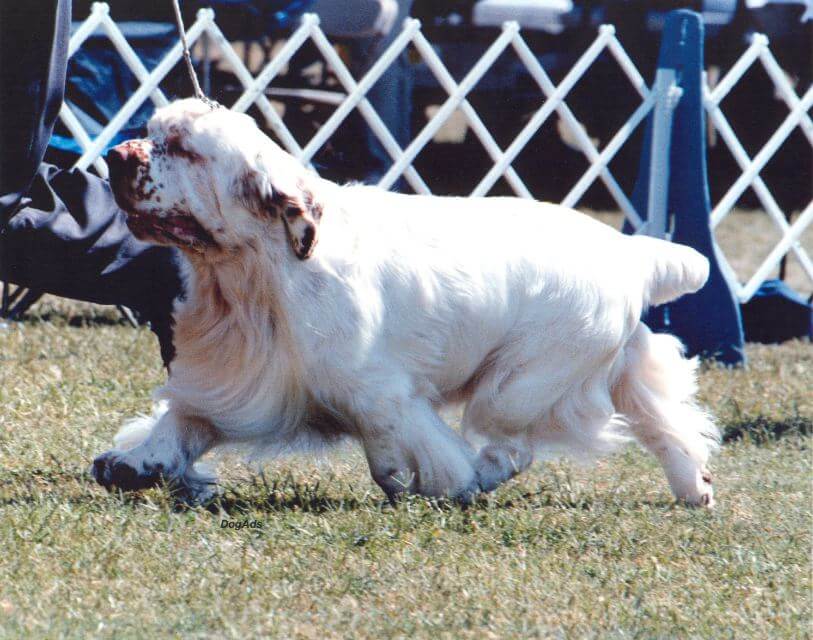 Clumber Spaniel
