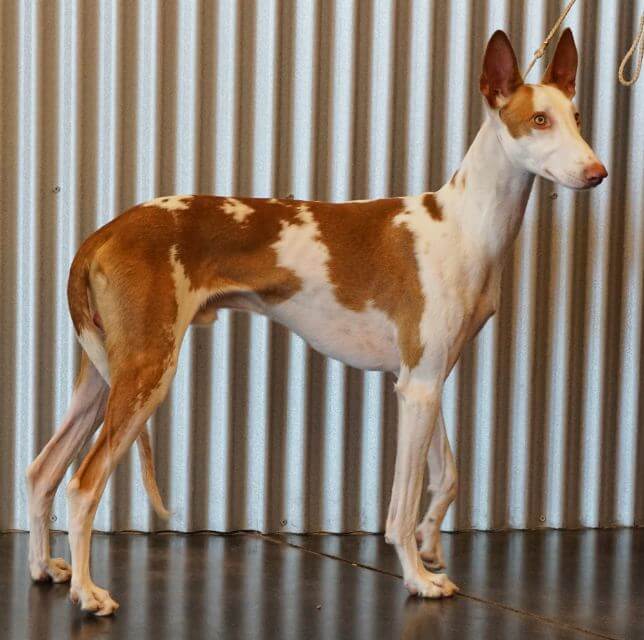 Ibizan Hound