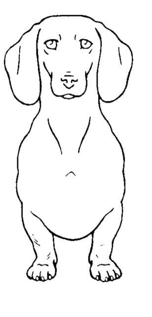 Dachshund