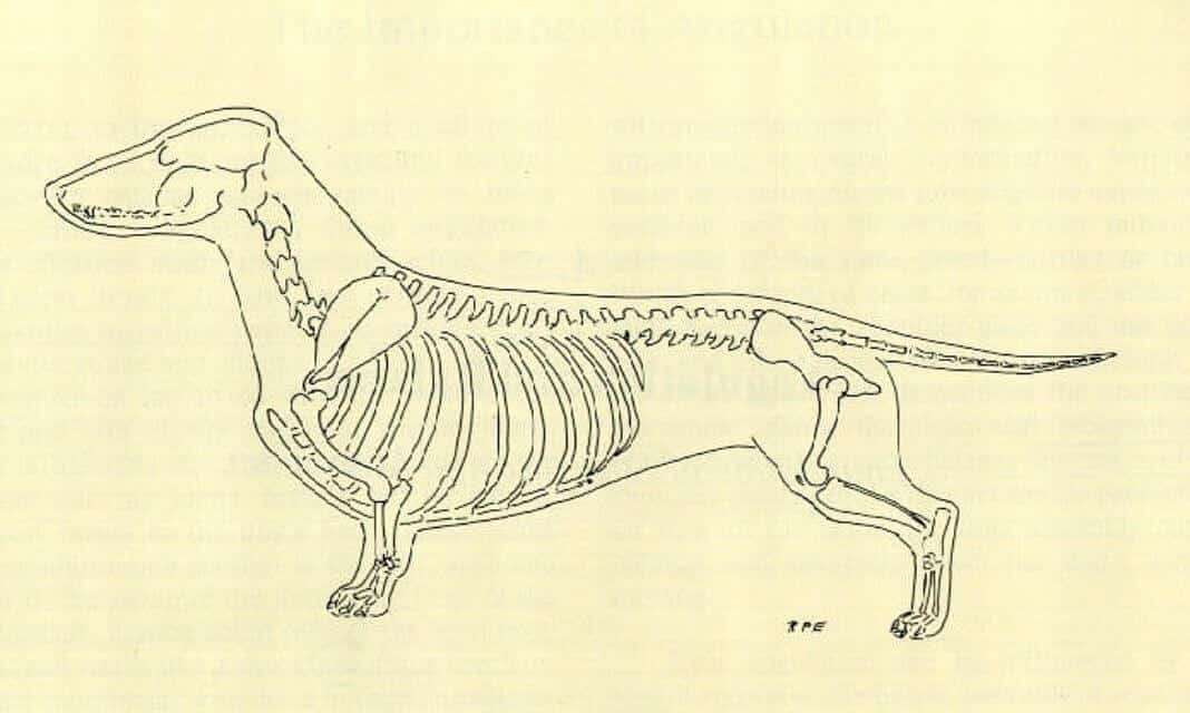 Dachshund