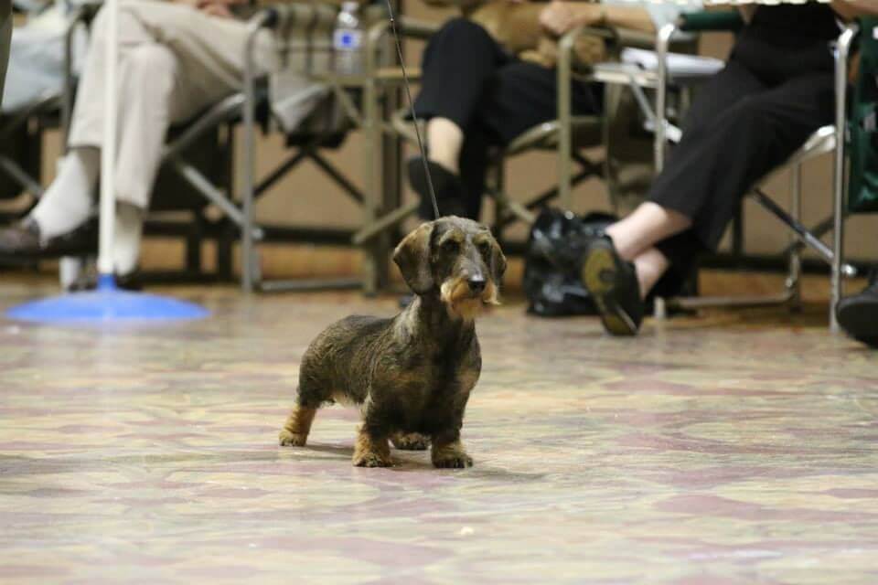 Dachshund