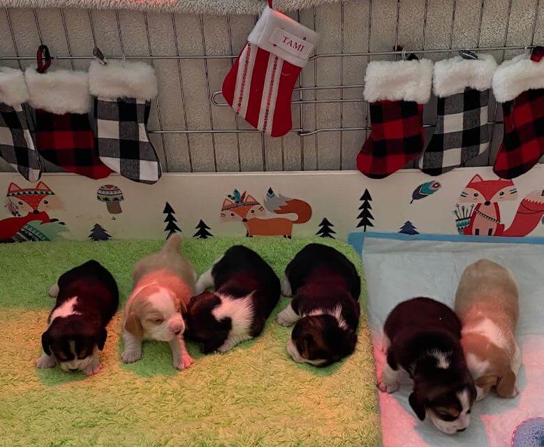 Puppies