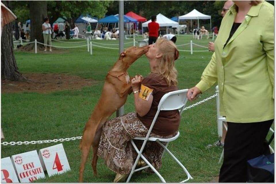 Pharoah Hound