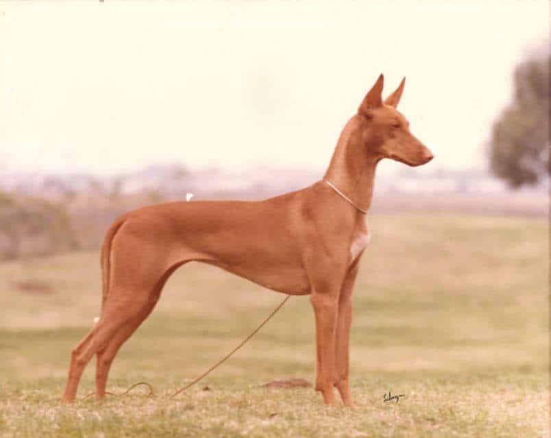 Pharoah Hound