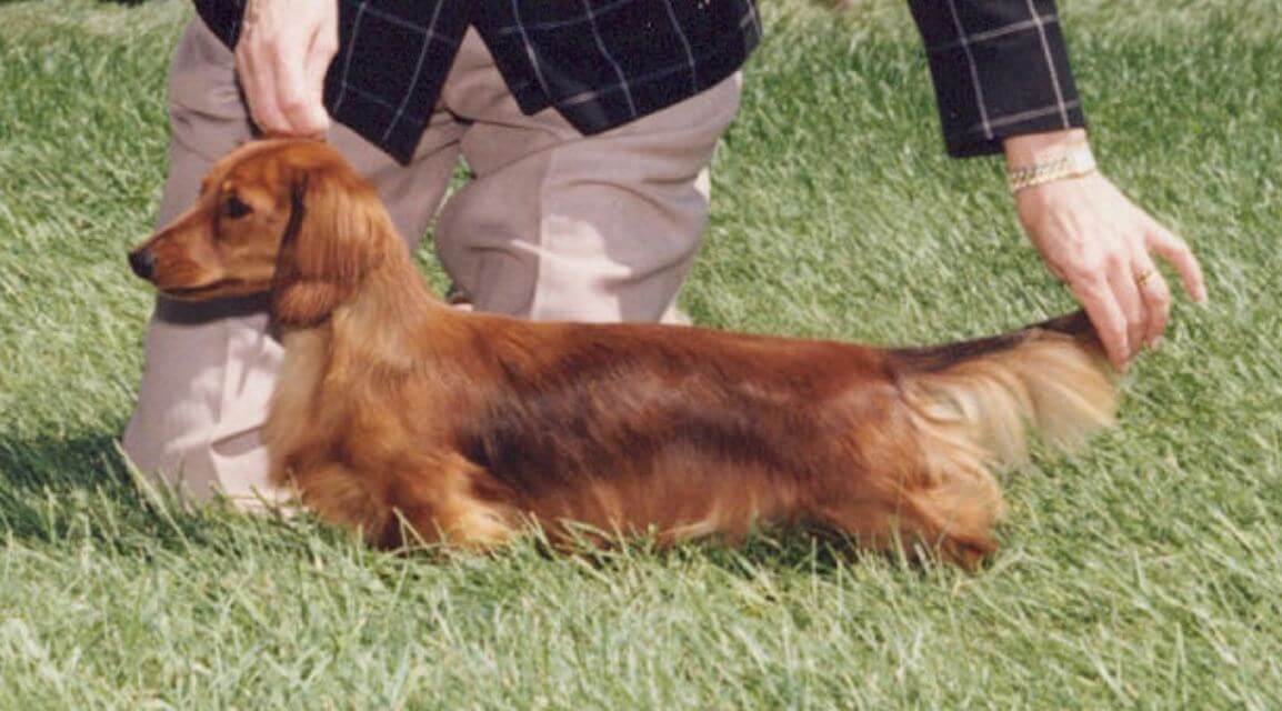 Dachshund