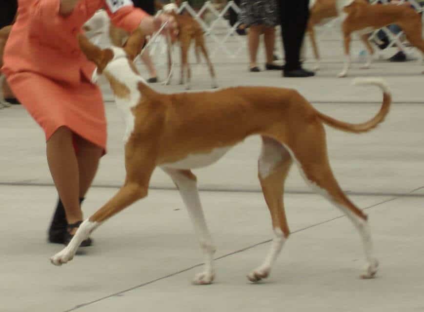 Ibizan Hound