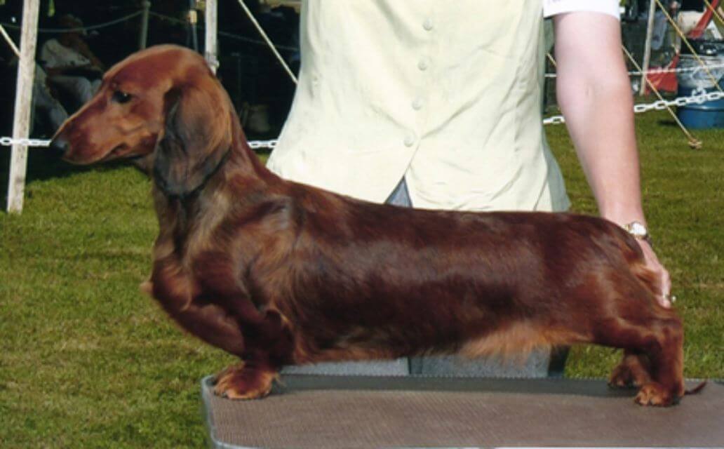 Dachshund