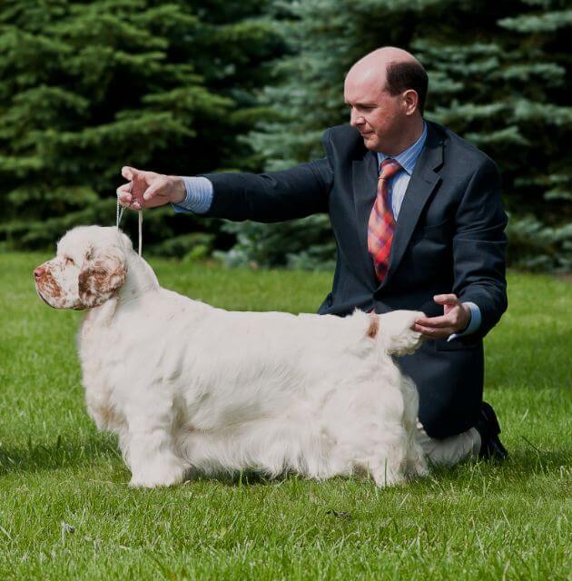 Clumber Spaniel