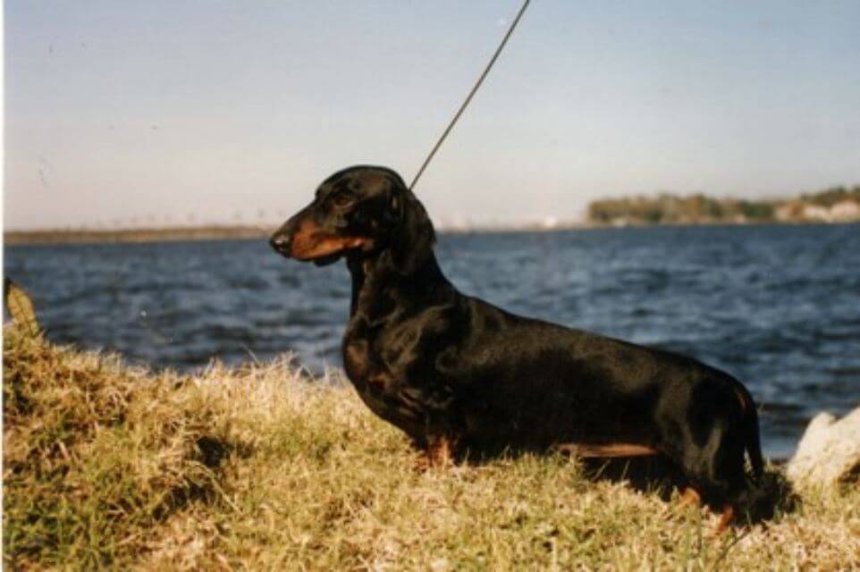 Dachshund
