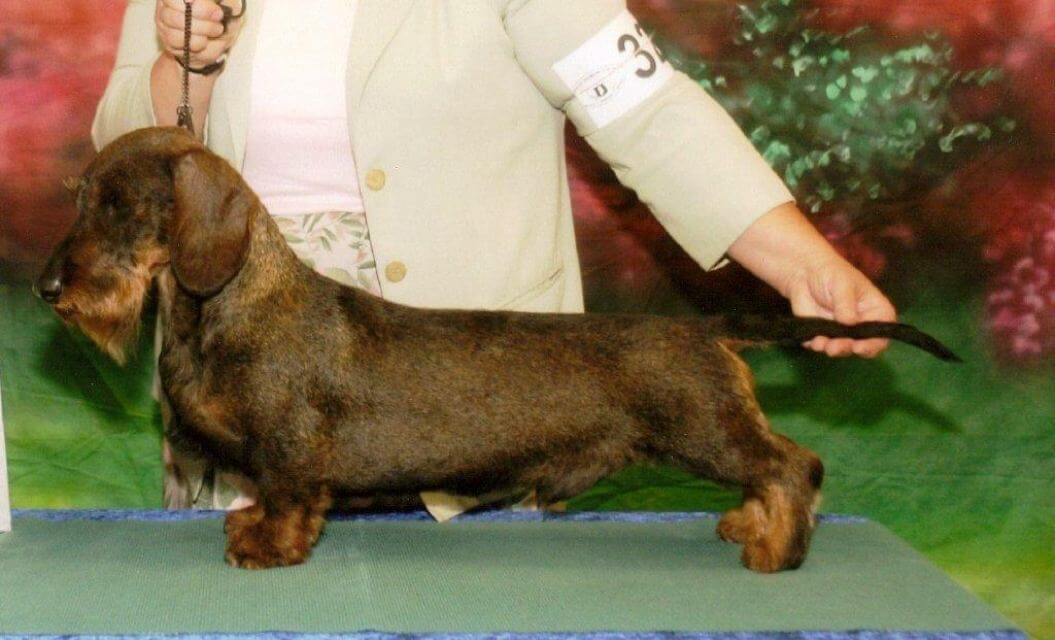Dachshund