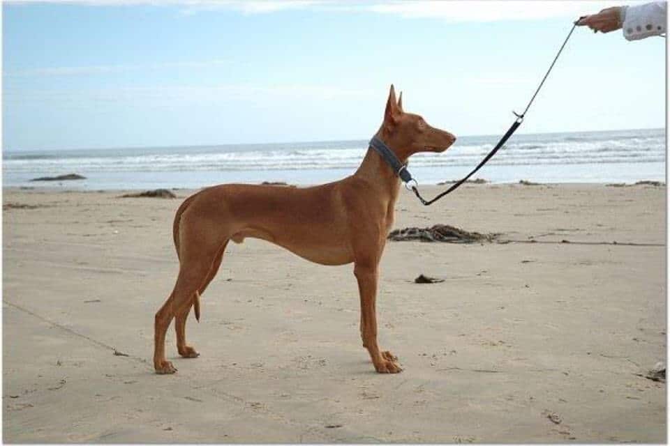 Pharoah Hound
