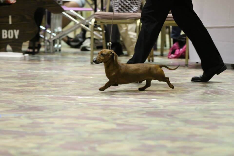 Dachshund