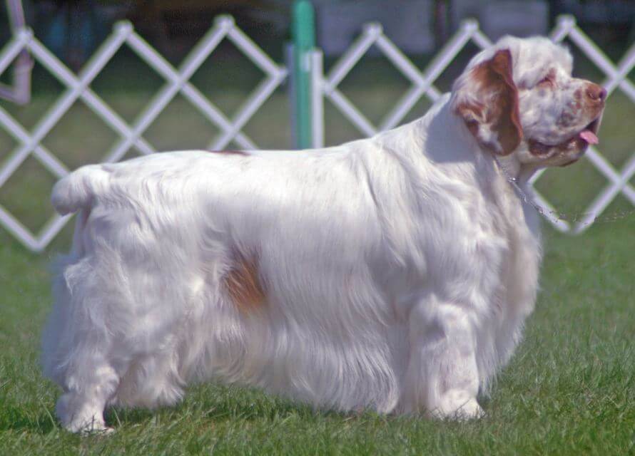 Clumber Spaniel