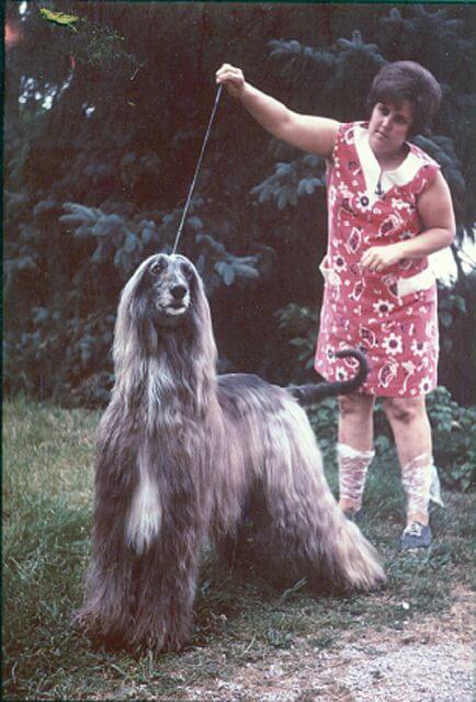 Afghan Hound