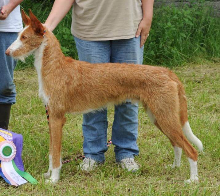 Ibizan Hound