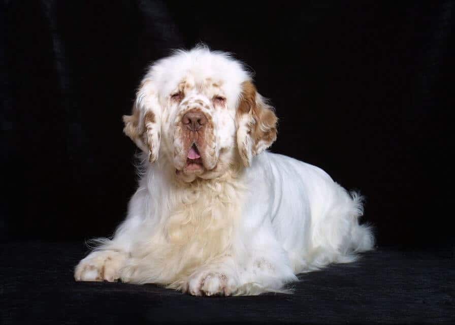 Clumber Spaniel