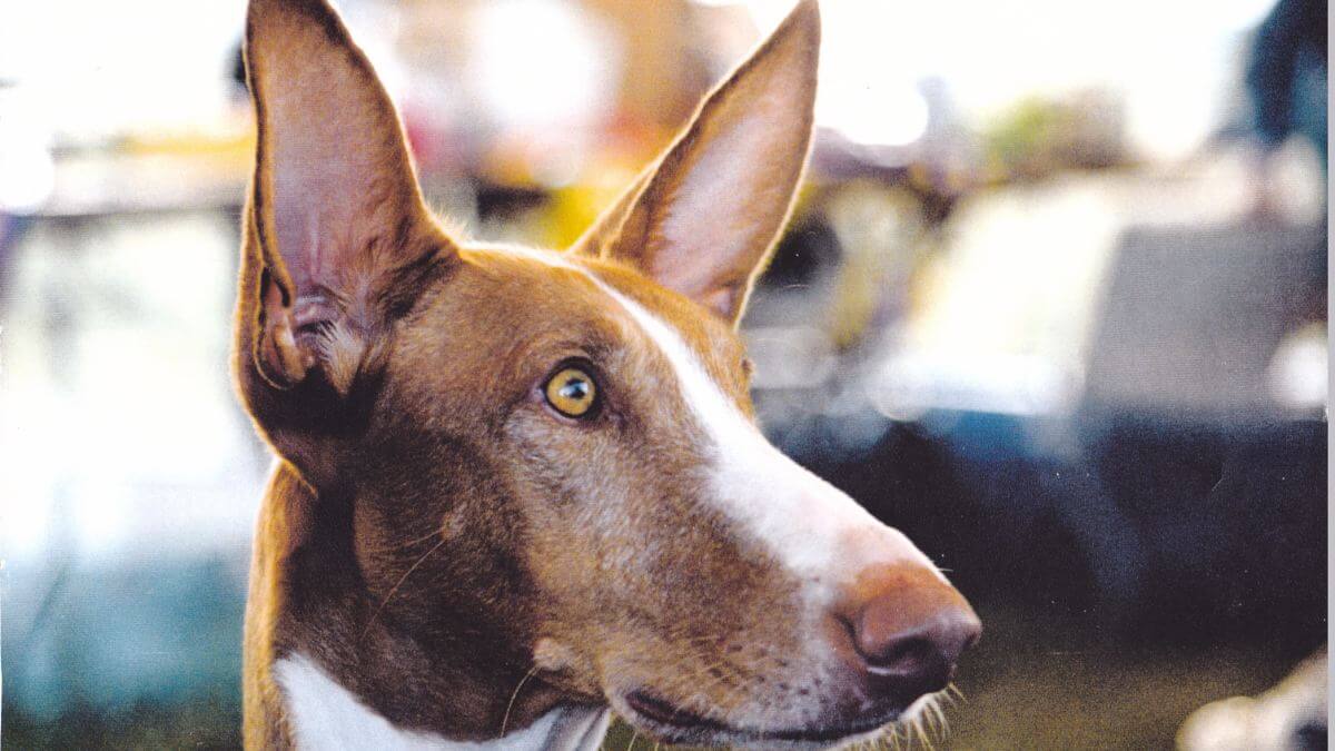 The Ibizan Hound