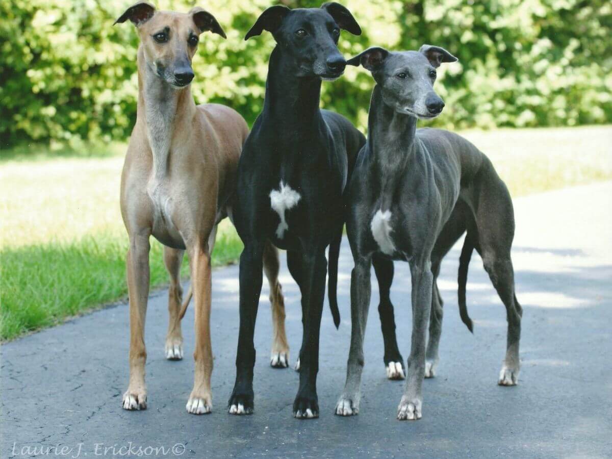 Three Whippet dogs