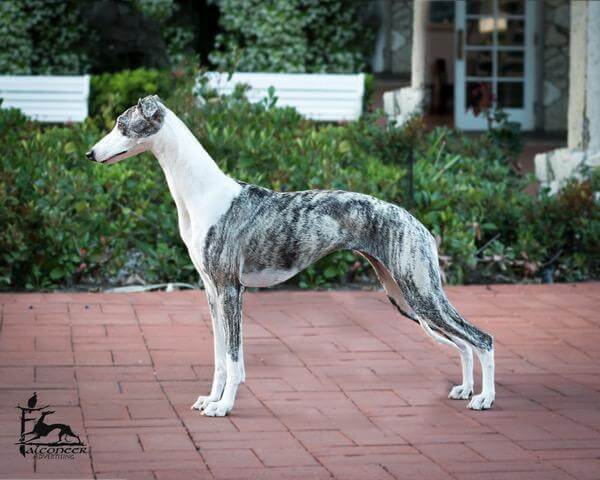 Side photo of a Whippet.
