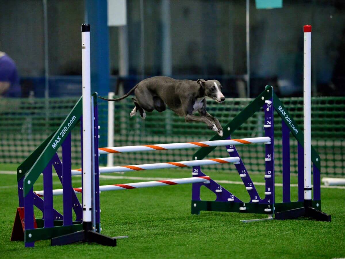 Whippet in Agility