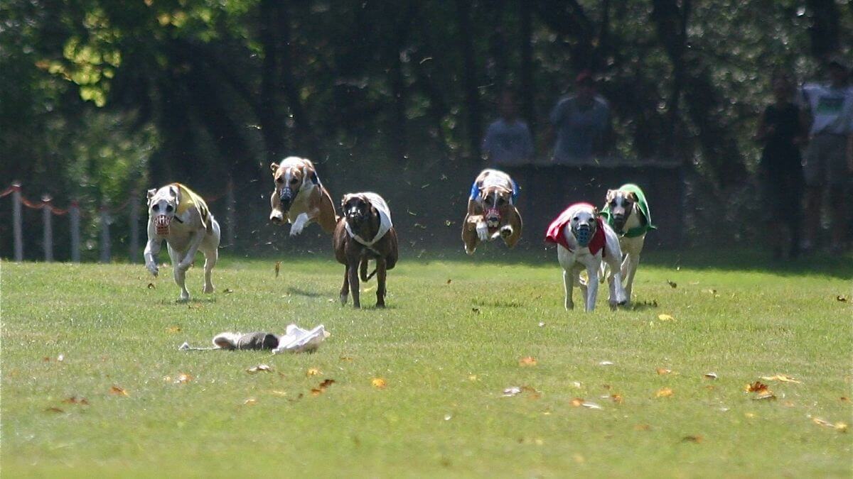 Five Whippets Lure Coursing.