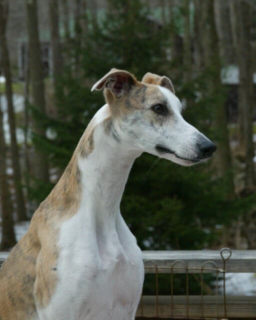 Close-up photo of a Whippet.
