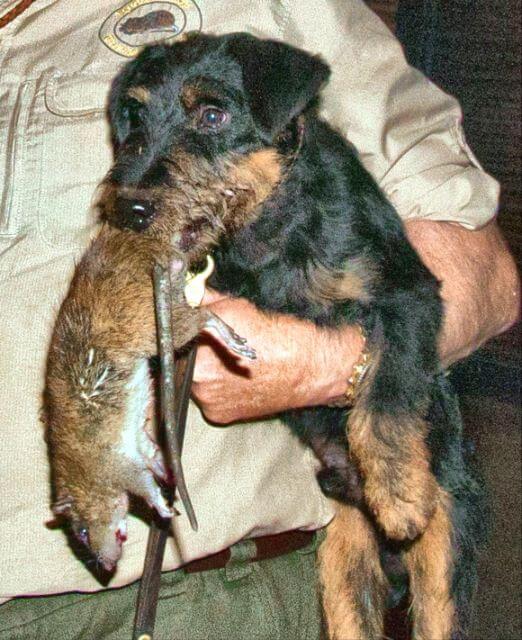 Jagdterrier