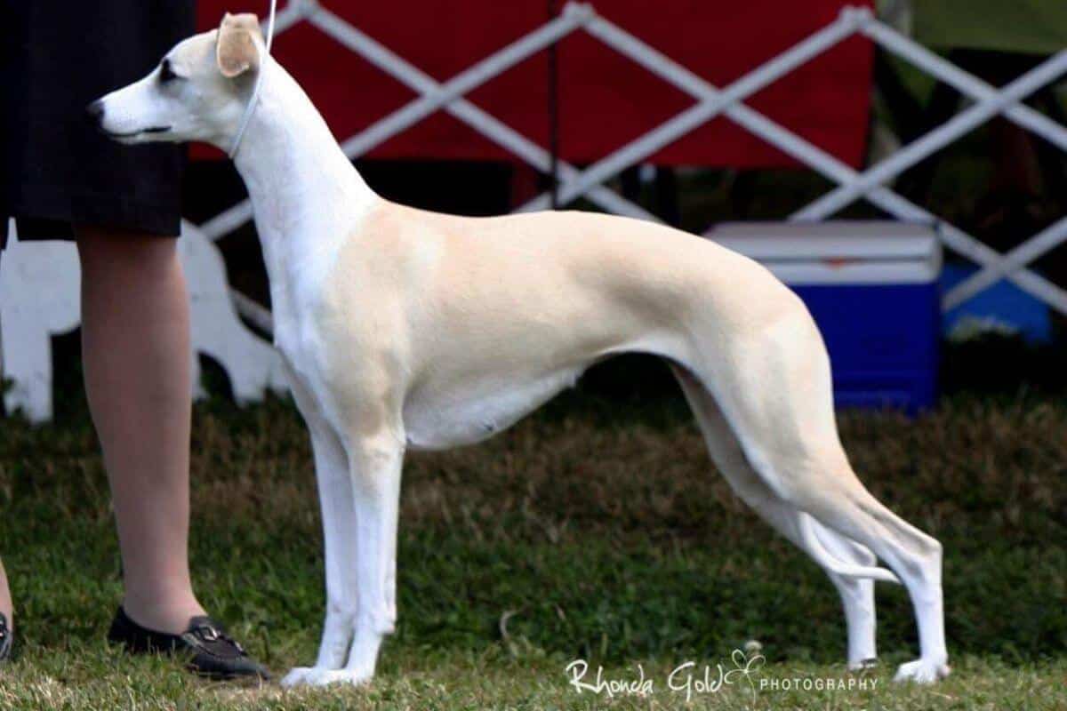 Side photo of a Whippet at a dog show