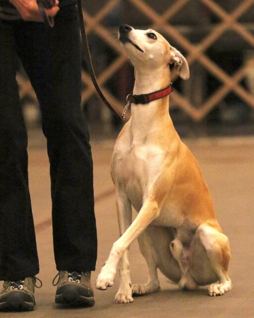Whippet looking up to its handler at a dog show