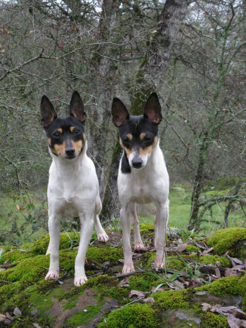 Toy Fox Terriers