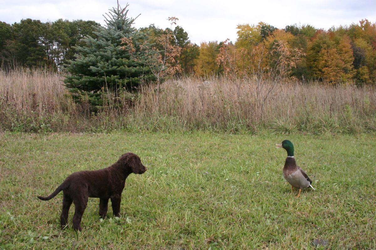 Curly-Coated Retriever puppy with a duck.