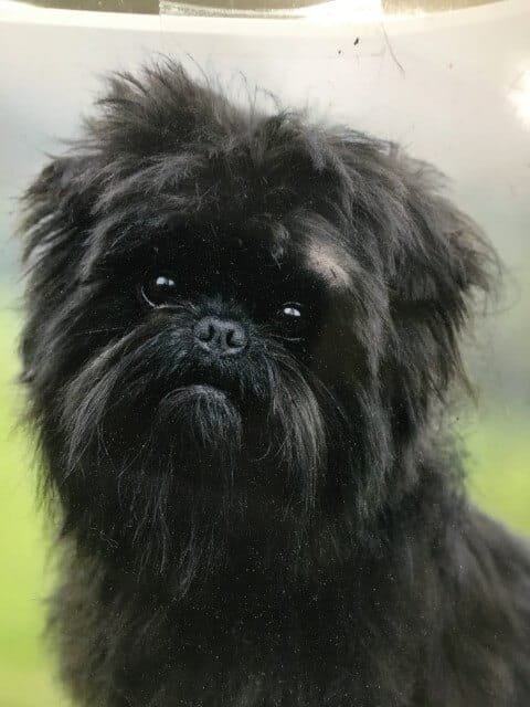 Affenpinscher: Near perfection for head and expression; Eye shape, color, set, nose, lower lip line. Neat but shaggy appearance.