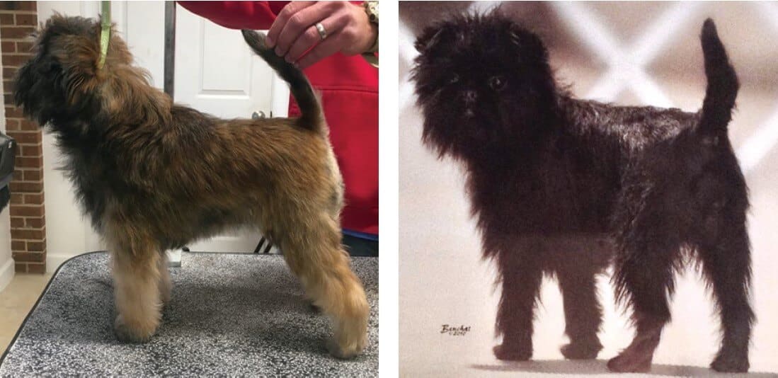 Left: An example of good body-length to leg-length to depth-of-body. Right: A bitch with a well maintained shaggy but neat appearance. This correct coat needs little grooming to blend the various lengths of hair.