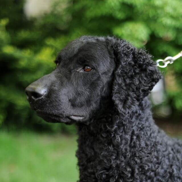 Close-up head photo of a Curly-Coated Retriever.