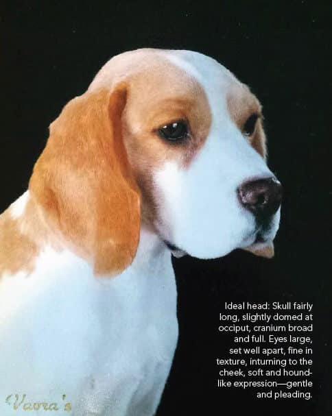 Ideal head: Skull fairly long, slightly domed at occiput, cranium broad and full. Eyes large, set well apart, fine in texture, inturning to the cheek, soft and houndlike expression—gentle and pleading.