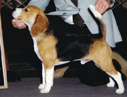 1978’s Top Dog. Note overall balance, clean shoulders and musculature, no heaviness.