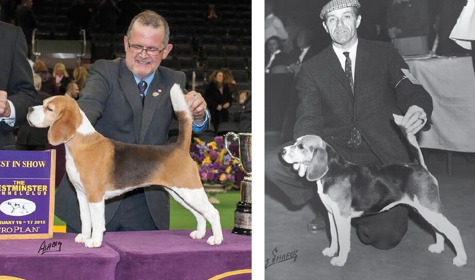 Left: 2008 Best in Show winner at Westminster. Right: Compare others to this Beagle from the 70s. Note less balance and especially rear angulation in the right-side photo.