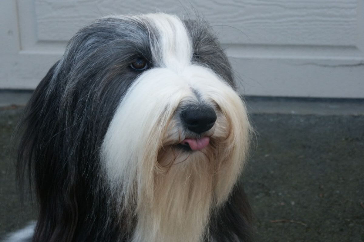 Close-up head photo of a Bearded Collie.