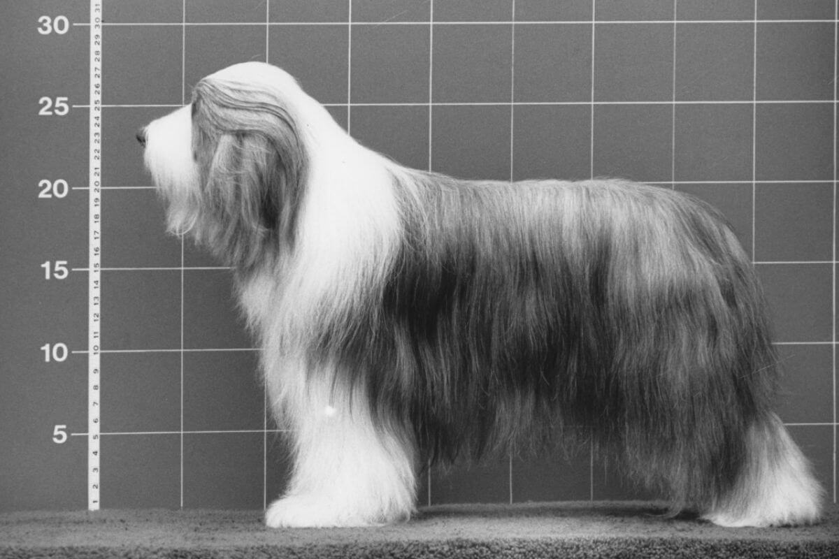 Bearded Collie CH Bendale Special Lady; Owners: Michele Ritter & Chet Jezierski.