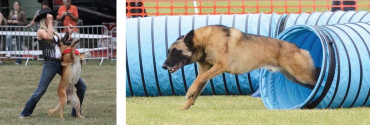 Combined photos of Belgian Malinois dogs participating at various dog sports.