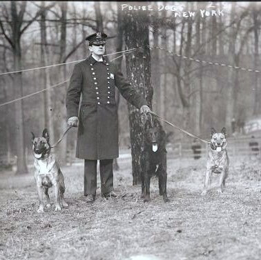 Old black and white photo of a policeman with three Belgian Sheepdogs