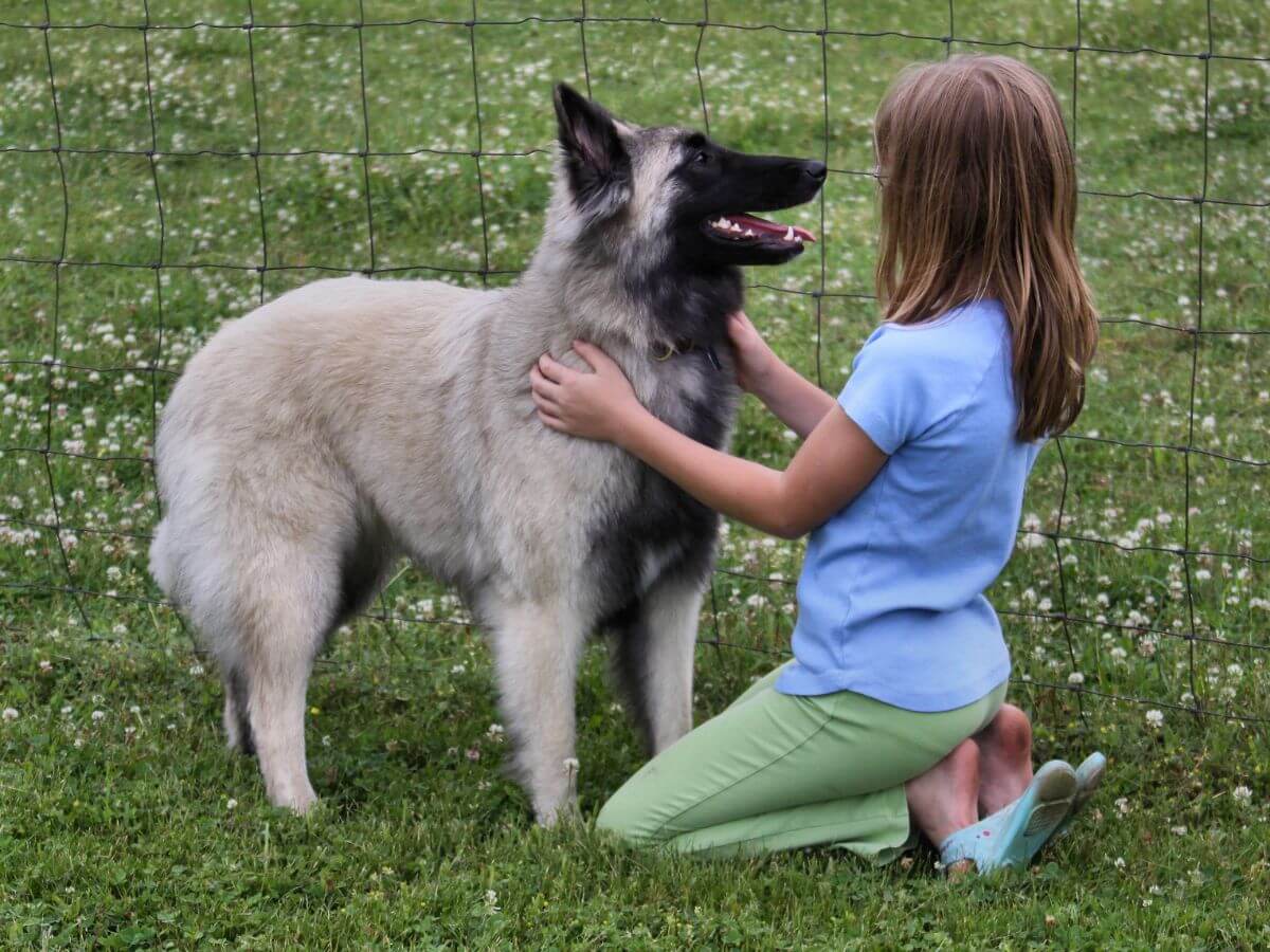 Belgian Tervuren standing with a little girl outside in the yard.