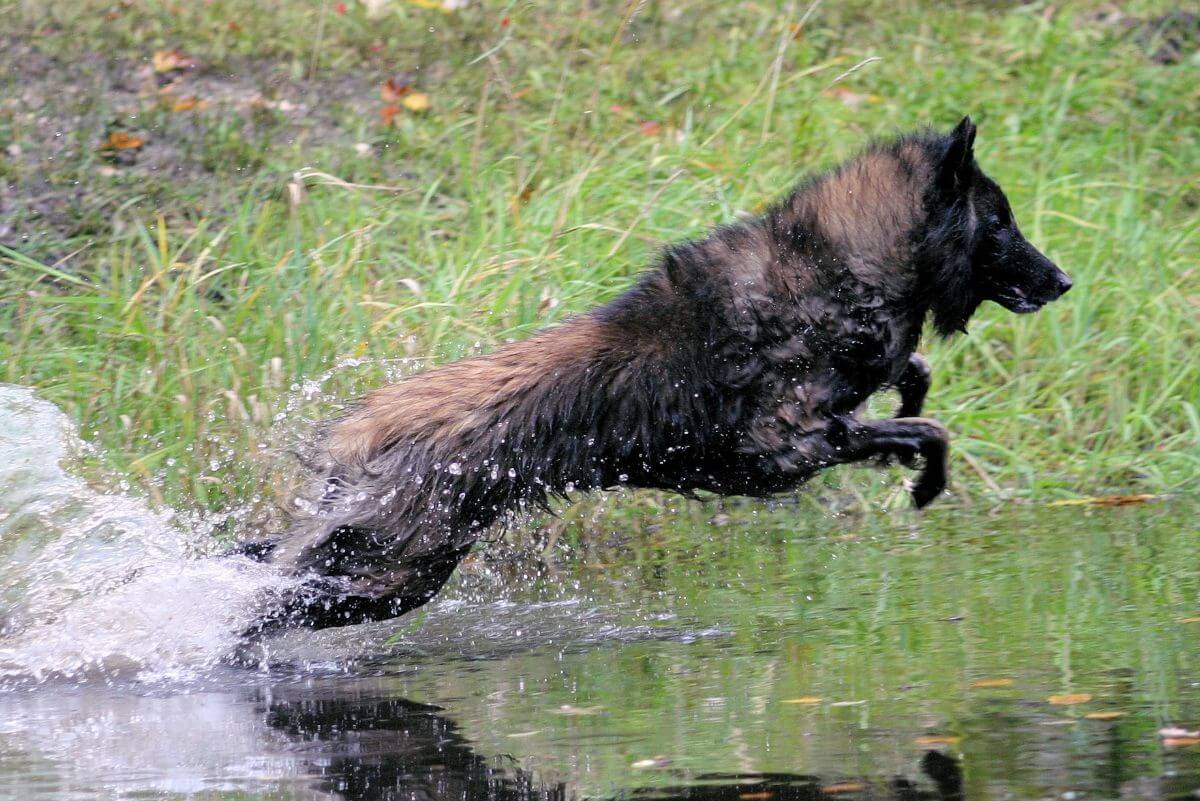 Belgian Tervuren running through water.