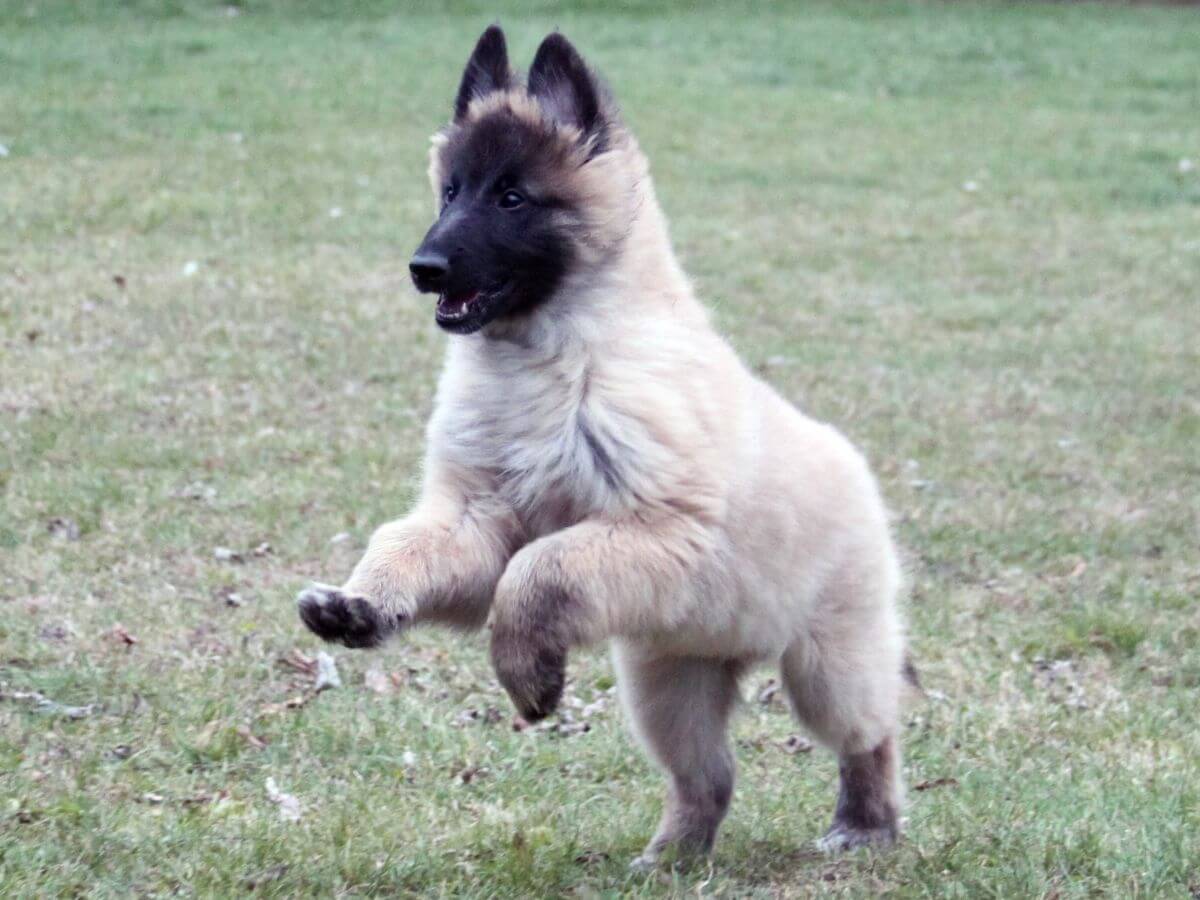 Belgian Tervuren puppy running outside in the field.