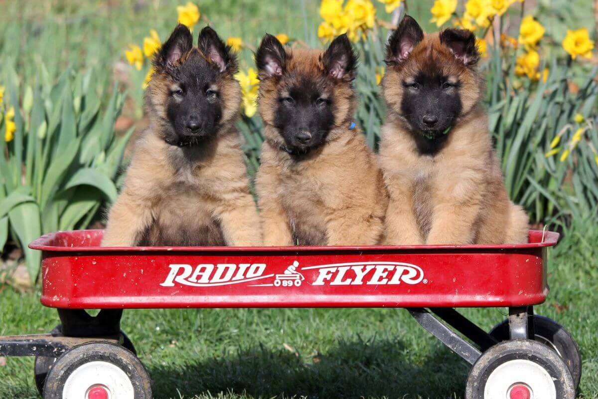 Three Belgian Tervuren puppies sitting in a red cart.