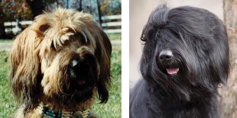 Combined photo of Briards.