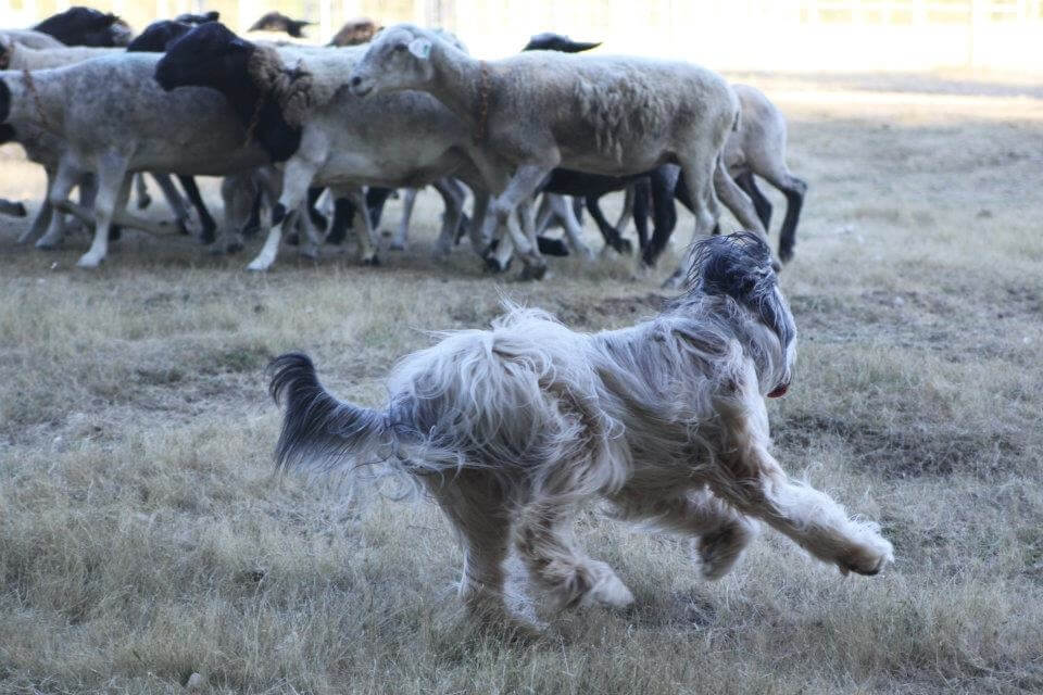Briard herding sheep.