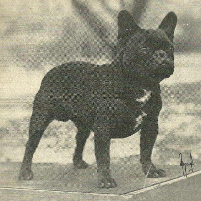Old photo of a French Bulldog.