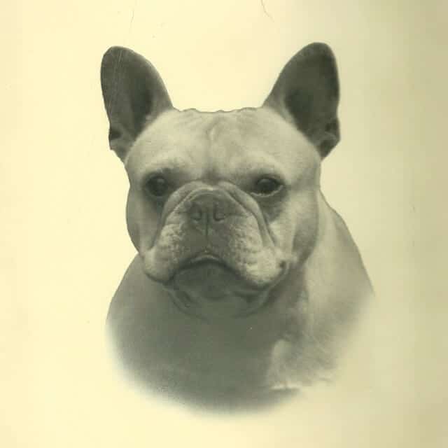 Old photo of a French Bulldog.